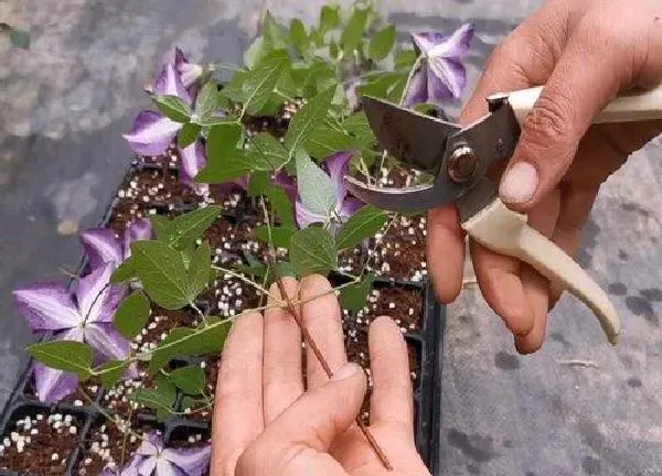 植物扦插|铁线莲几月份扦插最好