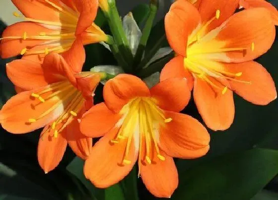 不开花|君子兰不开花什么原因