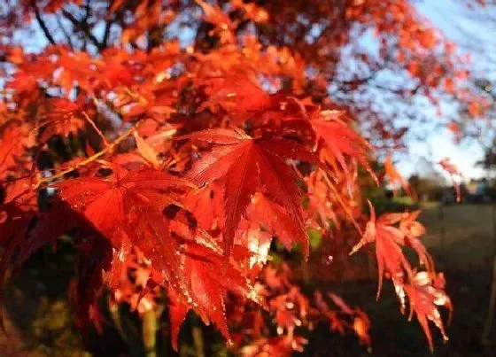 植物寓意|红枫叶代表什么象征意义