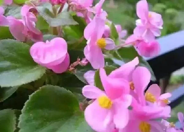 养殖科普|四季海棠喜水吗 属于喜水植物吗