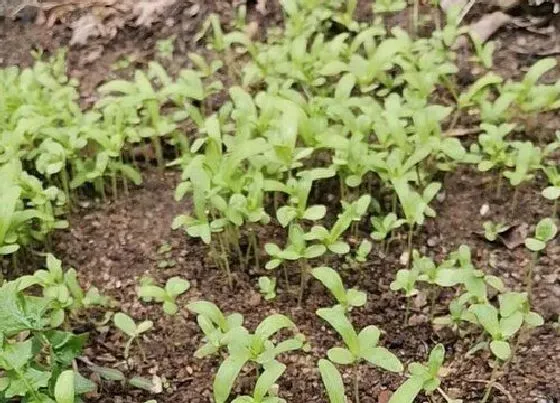 植物百科|菊花菜又叫什么菜