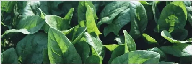 菠菜种植技术 怎么种植菠菜拥有高产量 | 自然知识