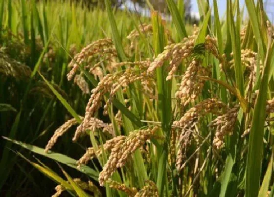 植物百科|水稻属于什么植物类型