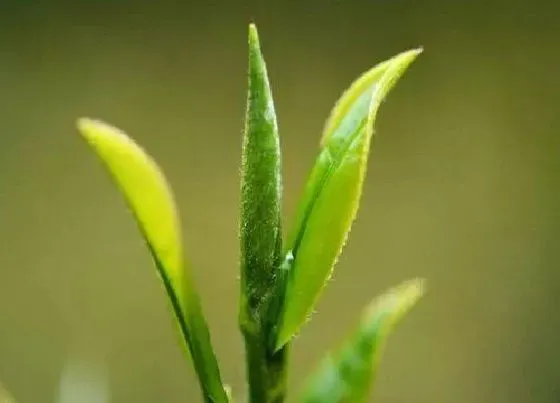 植物产地|金骏眉哪里产的最好