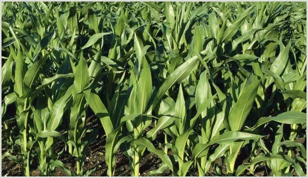 种植玉米提高产量的关键方法 | 耕种资料