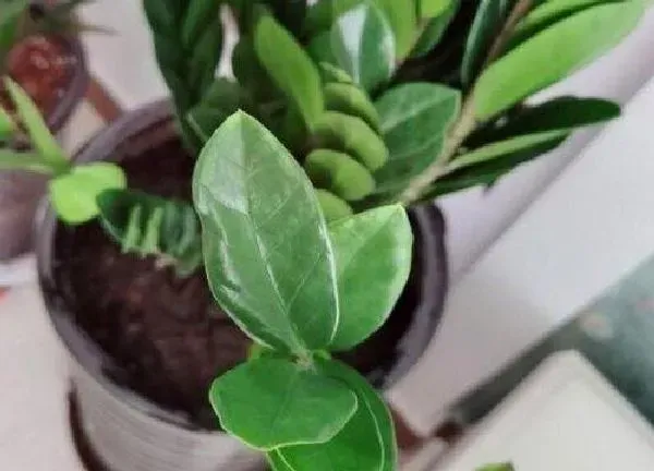 植物浇水|金钱树几天浇一次水 春夏秋冬各不同