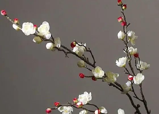 植物修剪|梅花什么时候剪枝最好