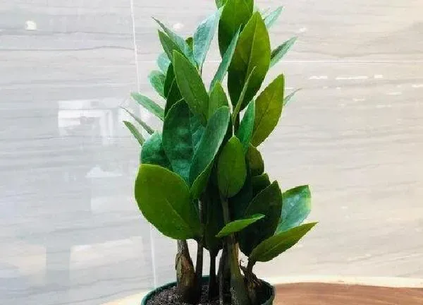 植物浇水|金钱树几天浇一次水 春夏秋冬各不同