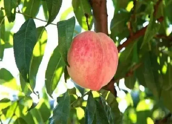 果实成熟|金秋红蜜桃几月份成熟