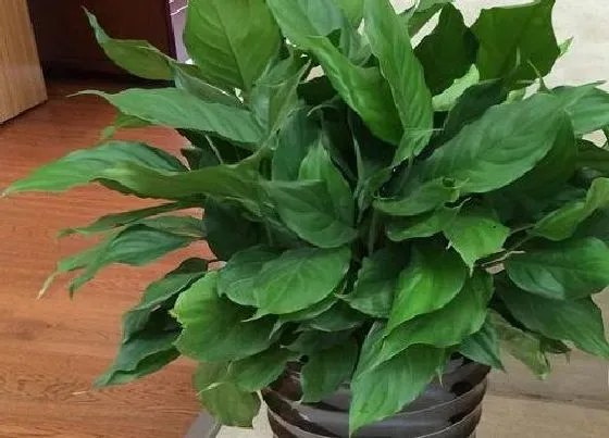种植长叶|万年青不长叶子怎么办