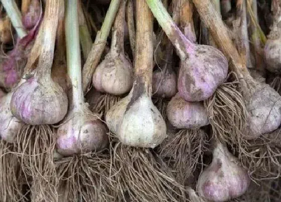 果实保存|保存大蒜的最佳方法