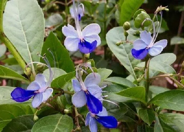 养殖科普|蝴蝶花开花后怎么处理