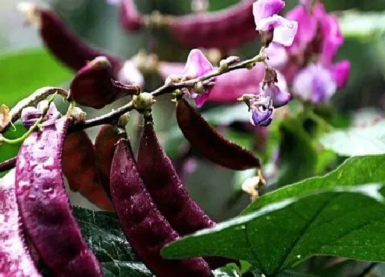 种植管理|红扁豆几月份种植合适