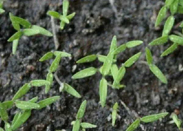 植物发芽|蔬菜种子几天发芽
