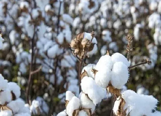 植物百科|棉花是一年生还是多年生