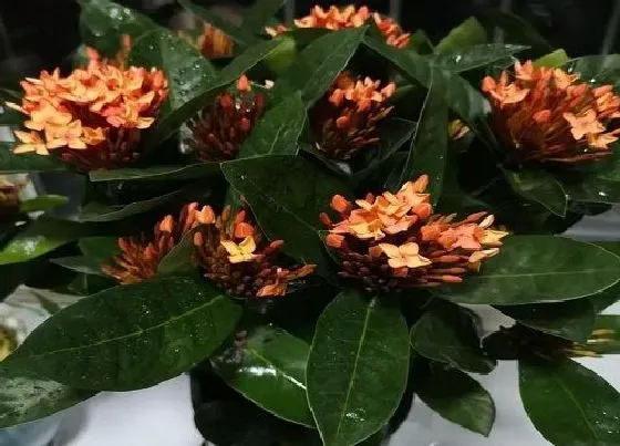 植物种类|龙船花是草本还是木本植物