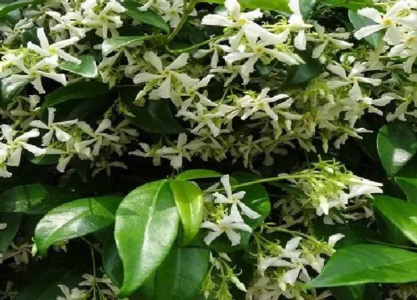 植物浇水|风车茉莉水浇多了怎么办