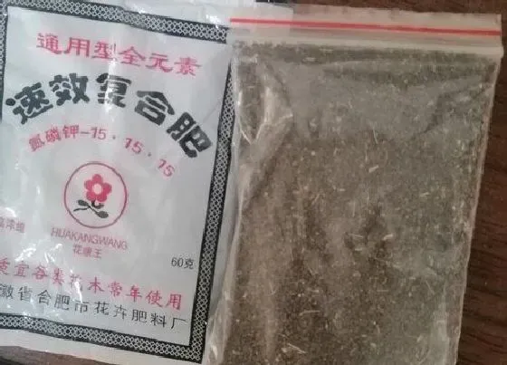 种植育种|黄花菜种子什么时候种植最好