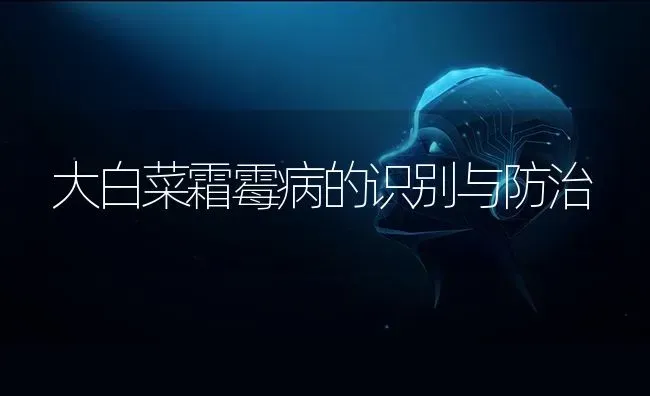 大白菜霜霉病的识别与防治 | 蔬菜种植