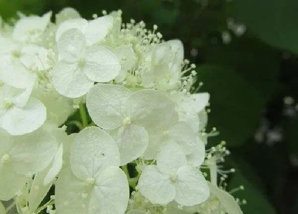 植物浇水|绣球花可以用茶水浇吗