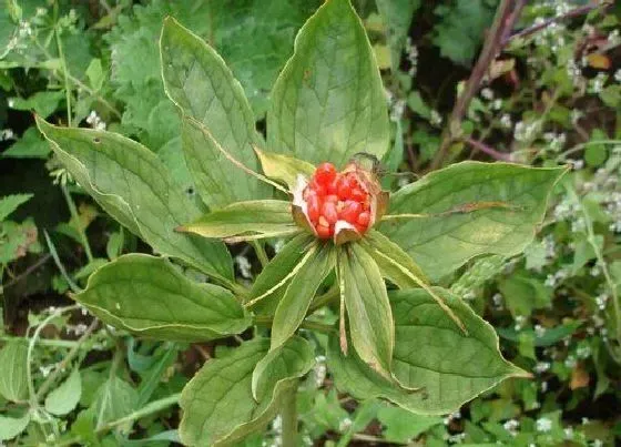 植物泡水|重楼可以泡水喝吗