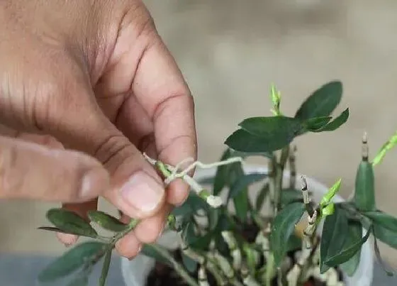 植物修剪|石斛怎么修剪方法