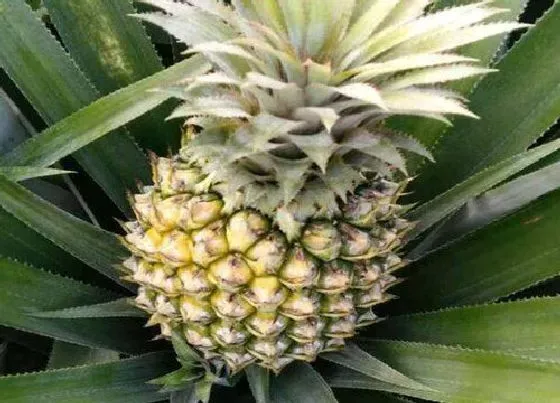 种植管理|菠萝什么季节种植合适