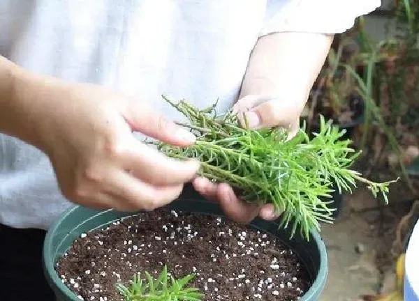 植物扦插|太阳花可以扦插吗