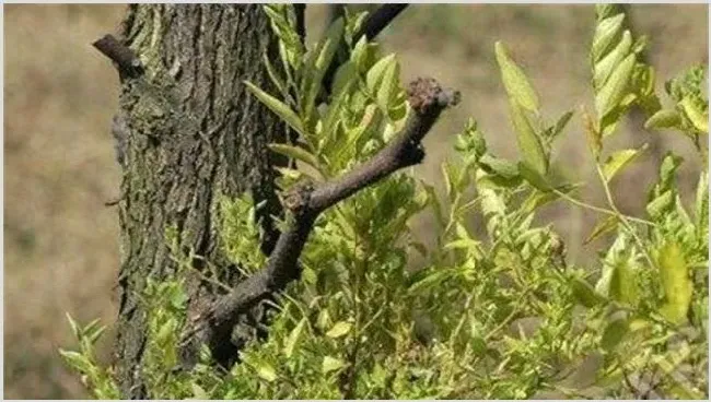 枣树枣疯病的防治措施 | 种植施肥