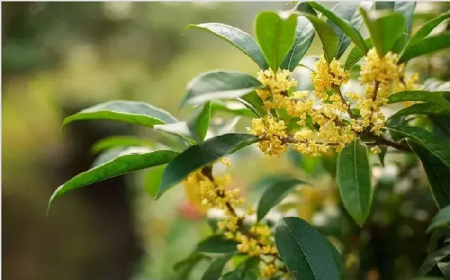 桂花有哪些病害种类及防治指南 | 种植施肥