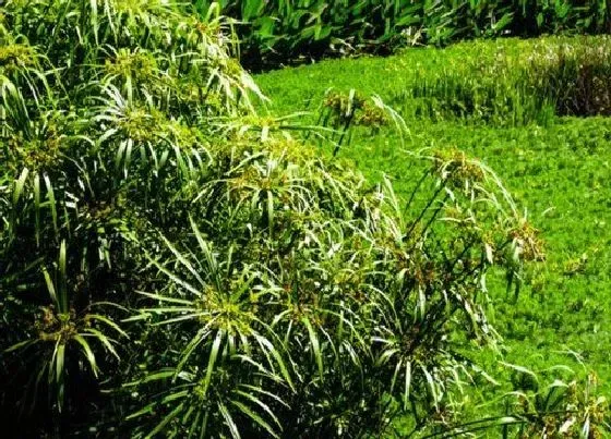 植物繁殖|水竹怎么繁殖方法和注意事项