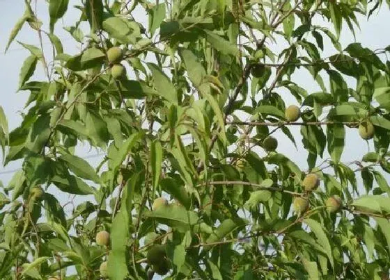 植物种类|山桃树是裸子植物吗