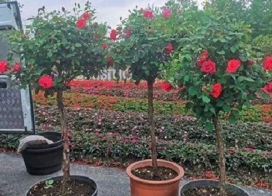 植物嫁接|嫁接月季花用什么砧木最好，树状月季花砧木有几种选择）