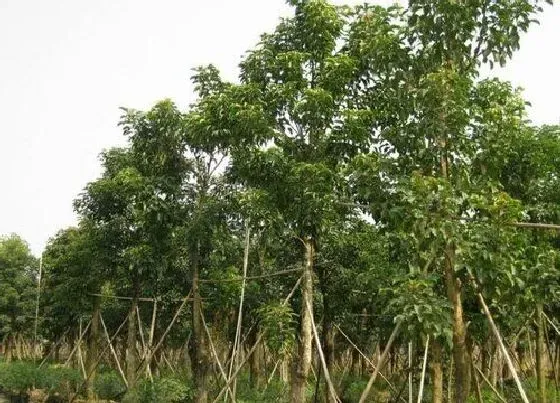 植物寓意|大戟科代表植物 大戟科植物的主要特征