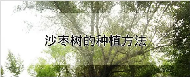 沙枣树的种植方法 | 自然知识