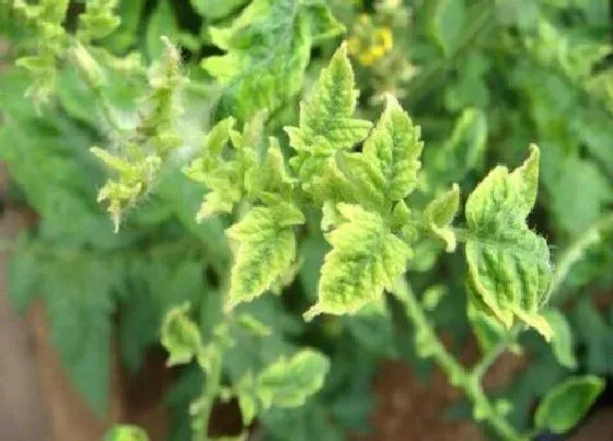 植物病害|番茄花叶病症状及防治方法