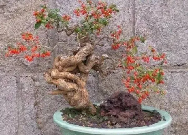 养殖科普|枸杞盆景用什么盆好 选什么花盆好看