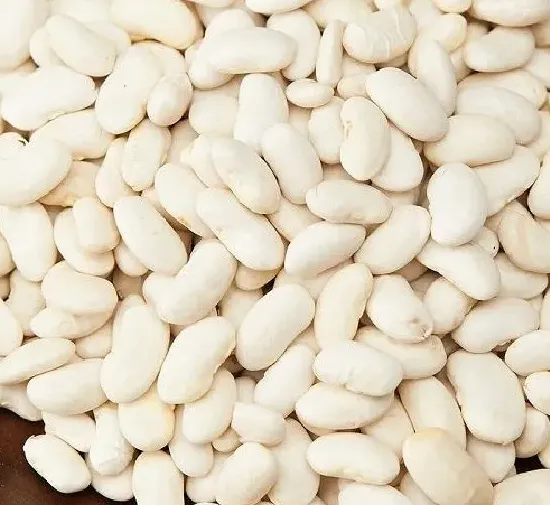 食用常识|芸豆是发物吗 是不是属于发物食物