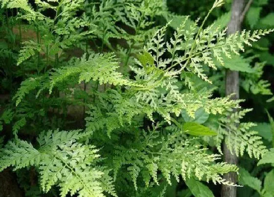 植物种类|蕨类植物是低等植物吗