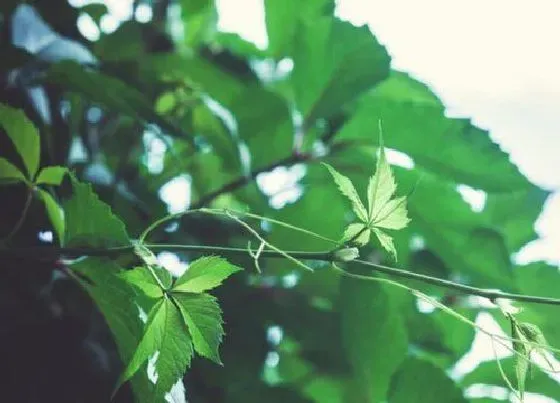 植物百科|爬山虎开花吗 在什么季节开花