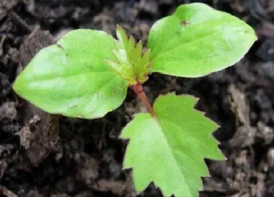 种植管理|葡萄的种植方法和时间 移栽的最佳时间