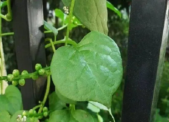 植物百科|紫角叶又叫什么菜