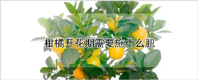 柑橘开花期需要施什么肥 | 自然知识