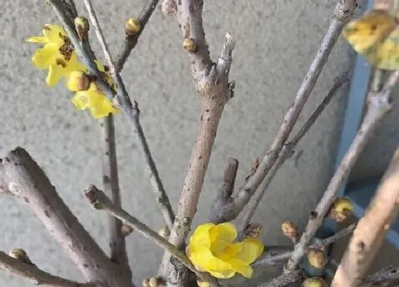 植物种类|腊梅和梅花是同一种植物吗 有什么不同之处