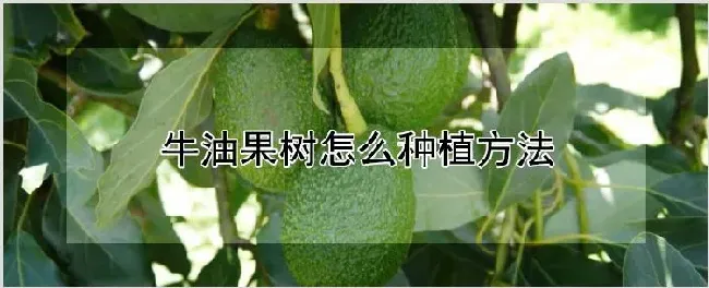 牛油果树怎么种植方法 | 养殖技术