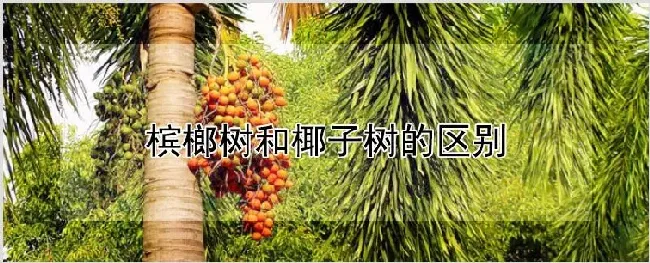 槟榔树和椰子树的区别 | 农业技术