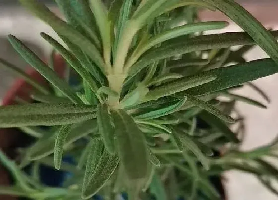 植物百科|薄荷能不能晒太阳