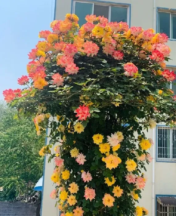 植物百科|爬藤月季藤彩虹优缺点（藤本藤彩虹花期长到一年四季开花）