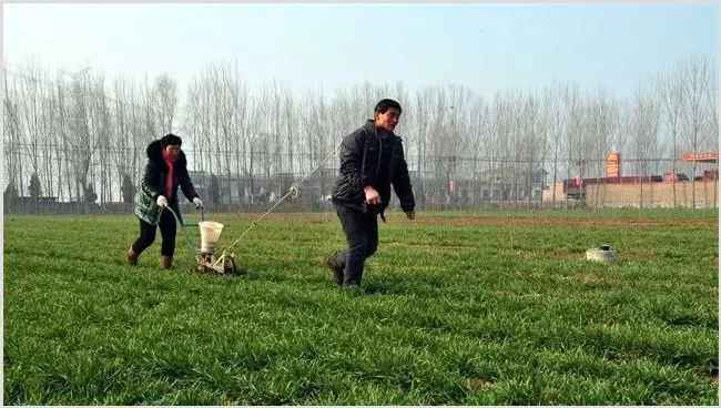 小麦春季追肥方法和注意事项 | 种植病虫害