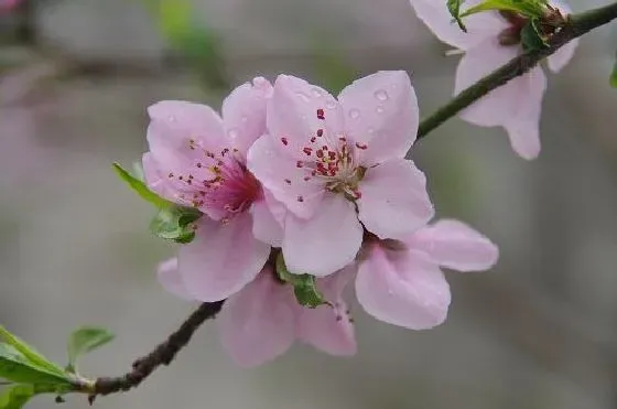 习性特点|桃花长什么样子 形状特点及图片欣赏